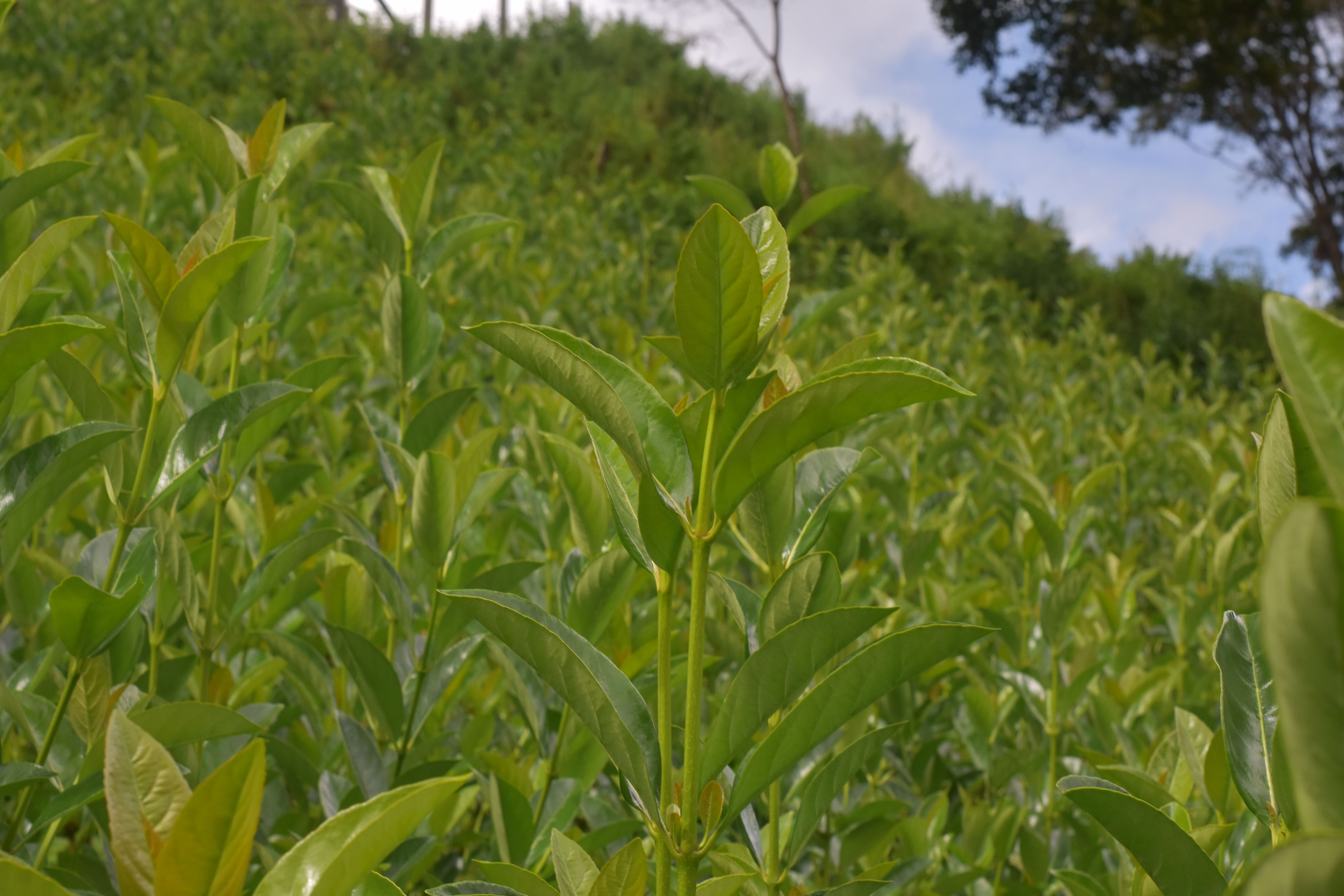 Finca Tropical